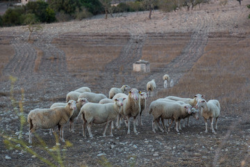 Naklejka na ściany i meble Sheeps on Spain farm