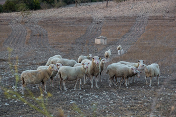 Sheeps on Spain farm