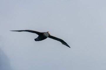 A Southern Giant Petrel in Flight