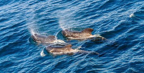 Fototapeta premium Long-Finned Pilot Whales in the Southern Atlantic Ocean