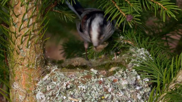 Long-tailed tit (Aegithalos caudatus) building nest