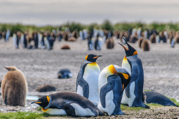 King Penguins on Salisbury plains