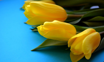 Bouquet of yellow tulips on a blue background. Spring fresh composition. Postcard, wallpaper. Top view 