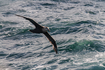 Obraz premium A Southern Giant Petrel in Flight