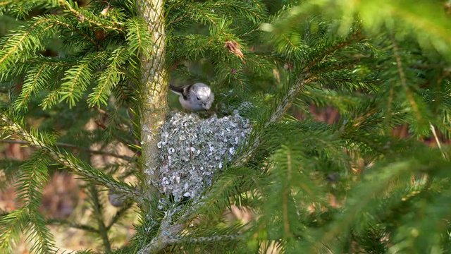 Long-tailed tit (Aegithalos caudatus) building nest