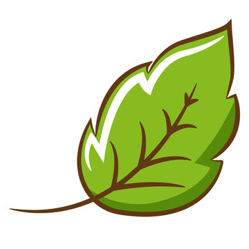 leaf