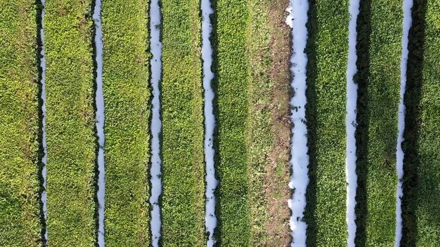 Aerial photography with quadrocopter. Tea Plantation in Sochi, Krasnodar region. Top-down view of tea. Smooth rows of tea bushes from a bird's-eye view