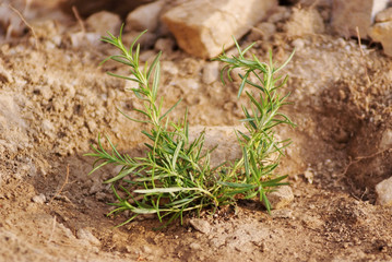 Rosemary planted on the ground