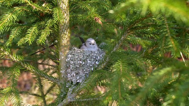 Long-tailed tit (Aegithalos caudatus) building nest