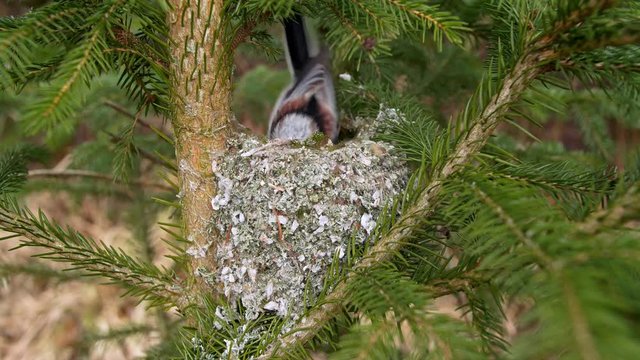 Long-tailed tit (Aegithalos caudatus) building nest