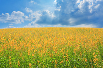 Beautiful yellow flower Sunhemp in nature. Landscape scenery and natural background.