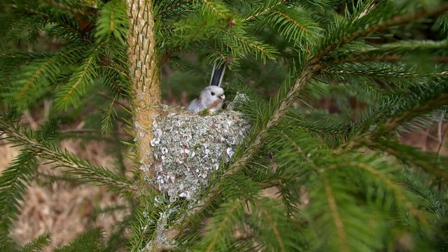 Long-tailed tit (Aegithalos caudatus) building nest