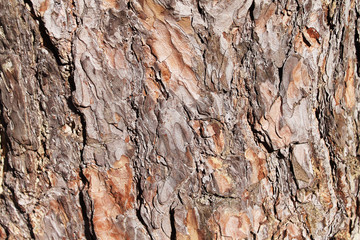 Pine bark texture