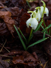 soft focus First flowers. Spring snowdrops flowers in forest