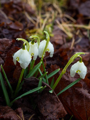 soft focus First flowers. Spring snowdrops flowers in forest