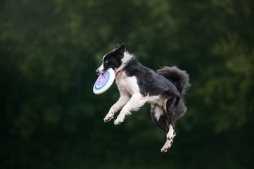 Dog catch by teeth disk on fly in air