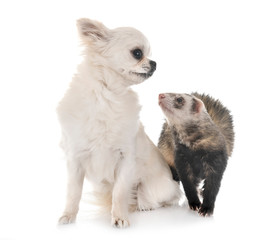 Obraz premium brown ferret and chihuahua