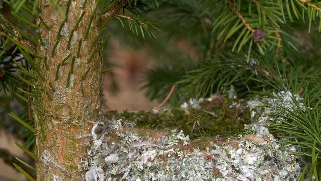Long-tailed tit (Aegithalos caudatus) building nest