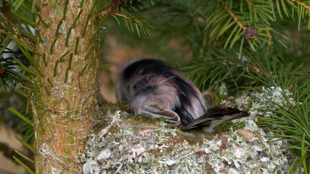 Long-tailed tit (Aegithalos caudatus) building nest