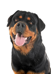 rottweiler in studio