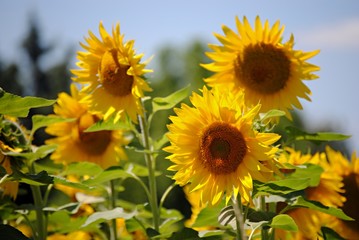 Fototapeta premium Tournesols