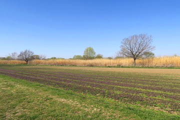 Fototapeta premium 春の河川敷のポピー畑風景