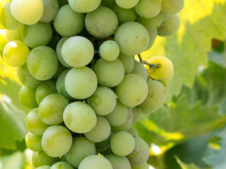 Grapes in Vinevard