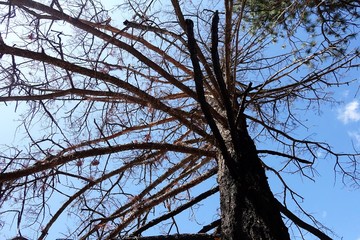 Tree, full of branches but mostly no leaf, and sky.