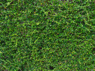green leaf wall background