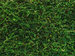 green leaf wall background