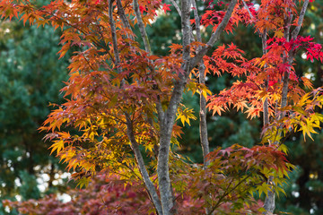 Beautiful and colorful of maple leaves on the trees in the park on autumn season.Different color concept background