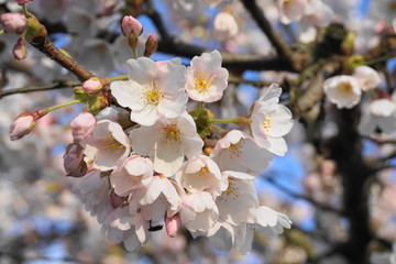 Bunch of sakura flowers on the branch close up.