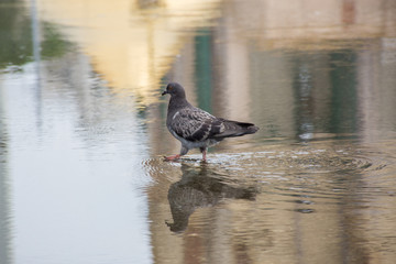 Beautiful pigeon walks on a puddle on the asphalt in the summer in the city