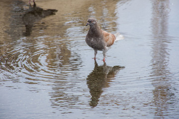 Beautiful pigeon walks on a puddle on the asphalt in the summer in the city