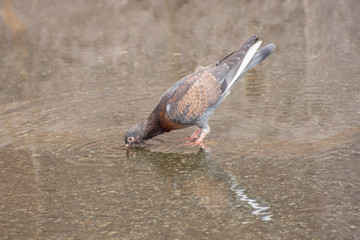 Beautiful pigeon drinking water from a puddle of asphalt in the summer in the city
