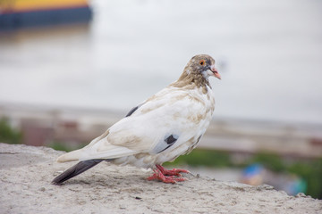 Beautiful dove against the background of the city