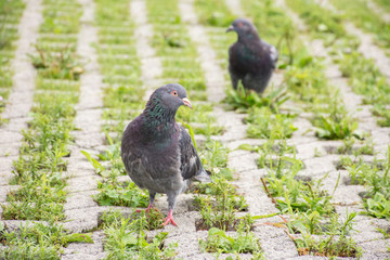 Beautiful pigeon on the sidewalk with green grass in the city in summer