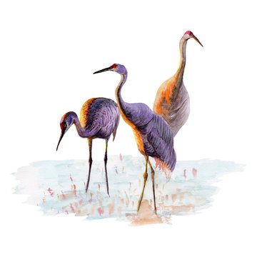 Cranes isolated on white background . Crane Hand painted Watercolor illustrations.