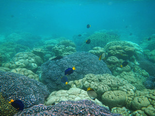 Diving, Socotra island, Yemen