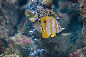 Sea yellow fish