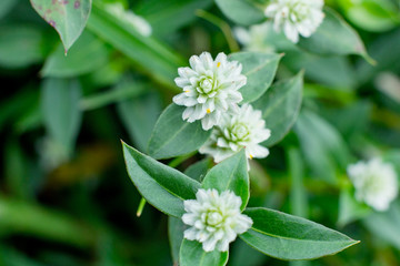 Prostrate Globe-Amaranth, flower with white color
