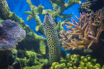 Moray eel