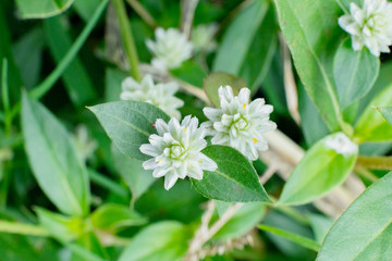 Prostrate Globe-Amaranth, flower with white color