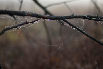 spiderweb