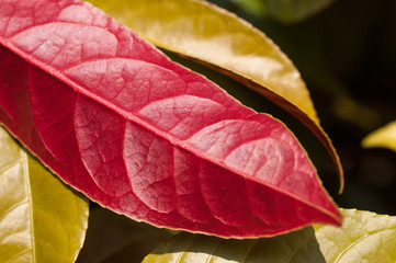 Chinese Croton red underside leaf close up © calvste