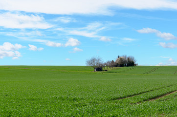 Vivid green agricultural field with distant trees