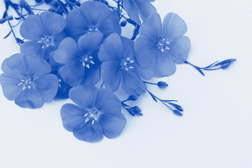 Naklejka na ściany i meble Bouquet of flowers. Blue toning. Flax perennial