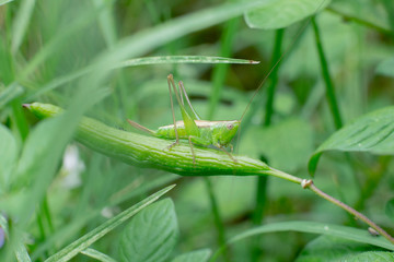 green grasshopper in the grass