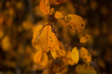 Obraz premium autumn leaves on tree