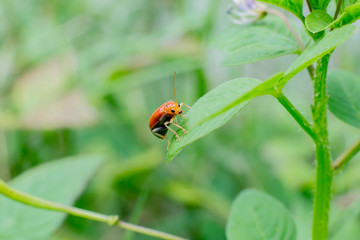 Scarlet lily beetle on the leaf, Chrysomelidae family